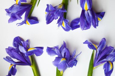 Beyaz arka planda parlak çiçekler. Mavi. Sulu, güzel, mor çiçekler.