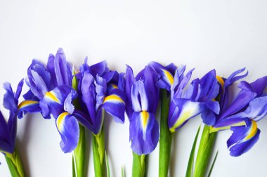 Beyaz arka planda çiçekler. Mavi. Güzel mor çiçekler.