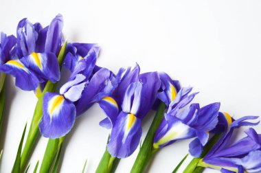 Beyaz arka planda çiçekler. Mavi. Güzel mor çiçekler.