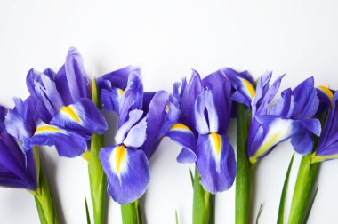 Beyaz arka planda çiçekler. Mavi. Güzel mor çiçekler.