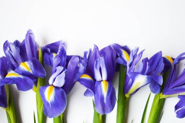 Beyaz arka planda çiçekler. Mavi. Güzel mor çiçekler.