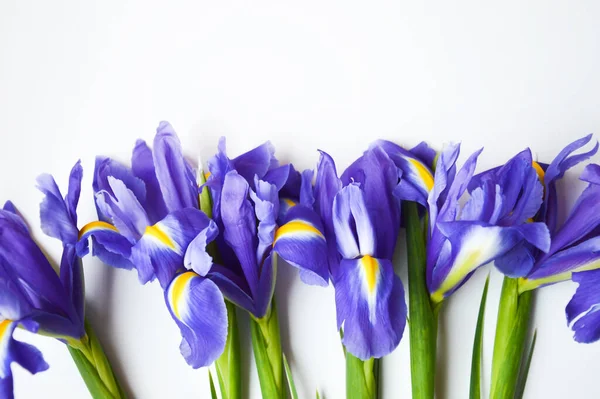 Flowers on a white background. Blue. beautiful purple flowers.