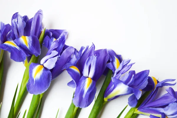 Beyaz arka planda çiçekler. Mavi. Güzel mor çiçekler.