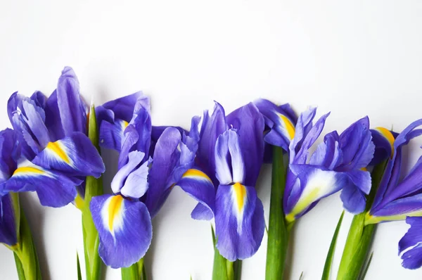 Beyaz arka planda çiçekler. Mavi. Güzel mor çiçekler.