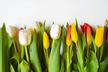 Parlak lale buketi. Çiçekler beyaz, kırmızı ve sarıdır..