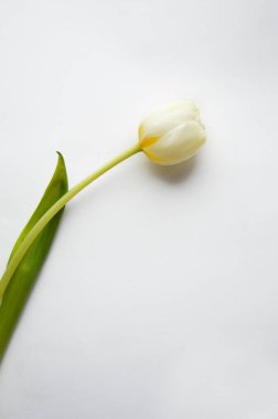 beyaz zemin üzerinde güzel Lale.