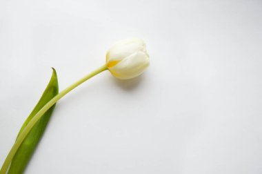 beyaz zemin üzerinde güzel Lale.