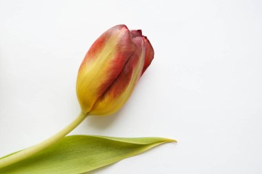 beyaz zemin üzerinde güzel Lale.