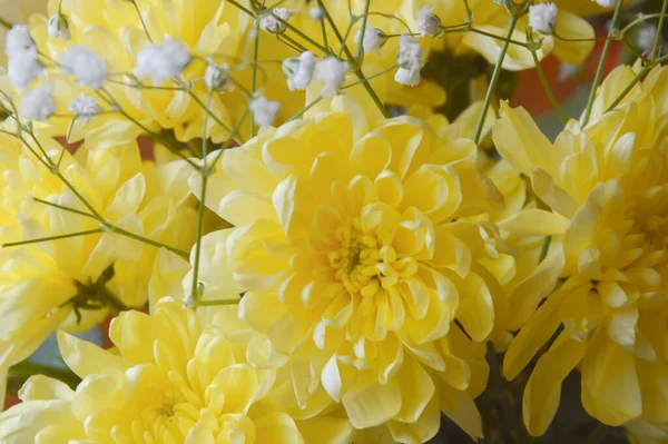 Sarı kasımpatı. Güzel çiçekler..