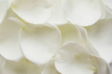 Beyaz gül yaprakları. Tasarım için nazik bir arkaplan.