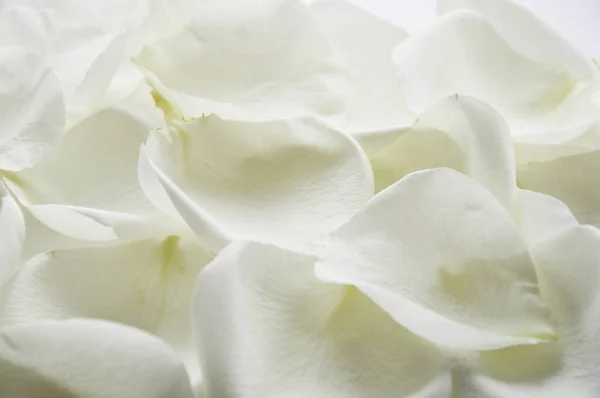 Białe Płatki Róż Delikatne Tło Dla Projektu Obrazy Stockowe bez tantiem