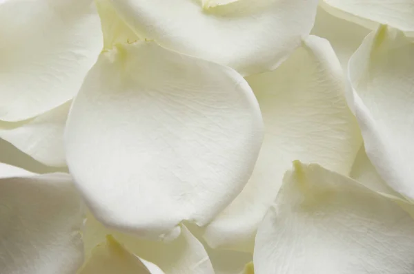 Beyaz gül yaprakları. Tasarım için nazik bir arkaplan.