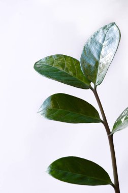 Yeşil yapraklı bir dal. Çiçek. Beyaz arkaplanda yeşil çiçek. 