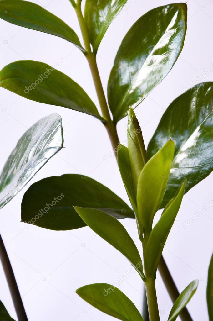 a branch with green leaves. houseplant. green flower on a white background. 