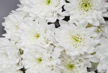 Beyaz kasımpatı. Güzel beyaz çiçekler. romantizm ve şefkat.