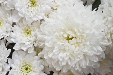 Beyaz kasımpatı. Güzel beyaz çiçekler. romantizm ve şefkat.