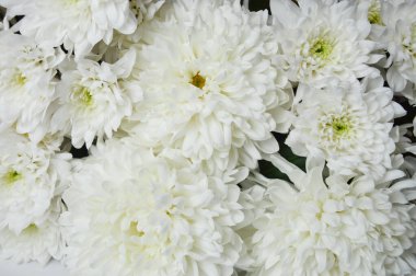 Beyaz kasımpatı. Güzel beyaz çiçekler. romantizm ve şefkat.