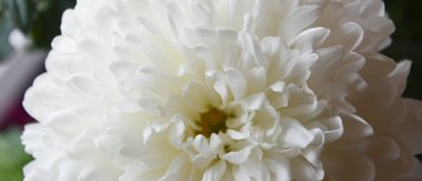 Beyaz kasımpatı. Güzel beyaz çiçekler. romantizm ve şefkat.