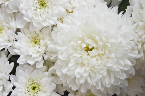 Beyaz kasımpatı. Güzel beyaz çiçekler. romantizm ve şefkat.