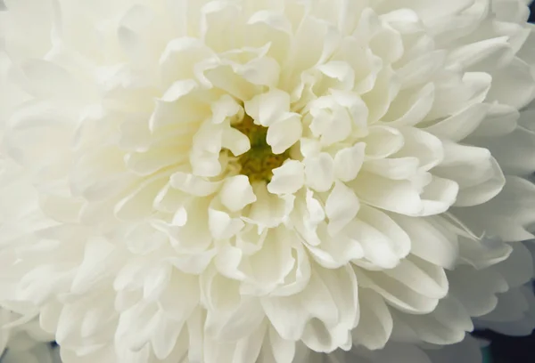 White Chrysanthemum Beautiful White Flowers Romance Tenderness — Stock Photo, Image