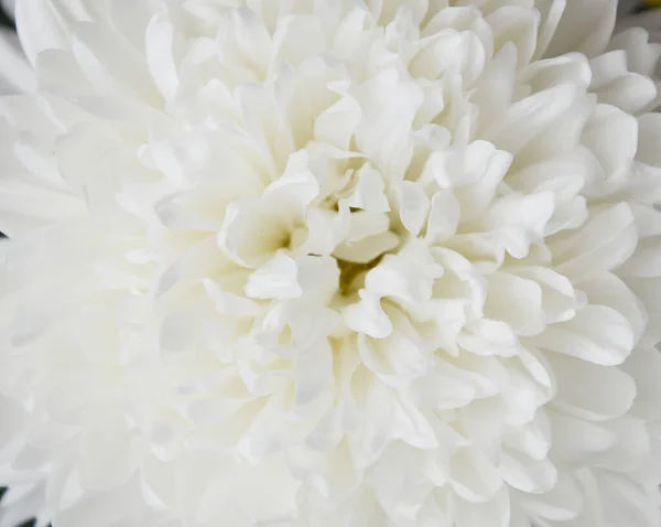 White Chrysanthemum Beautiful White Flowers Romance Tenderness — Stock Photo, Image