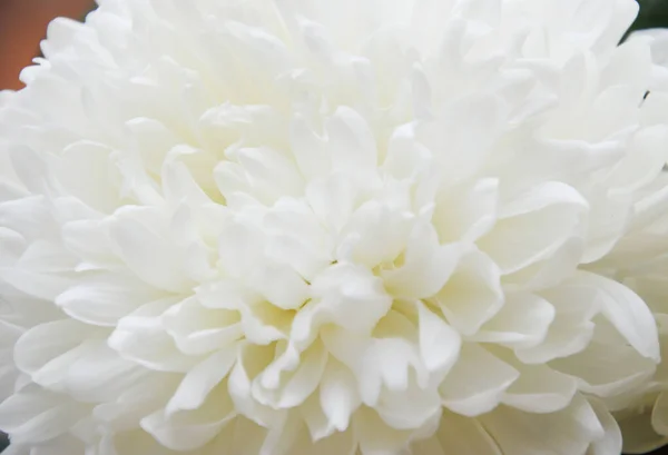 Weiße Chrysanthemen Schöne Weiße Blumen Romantik Und Zärtlichkeit — Stockfoto