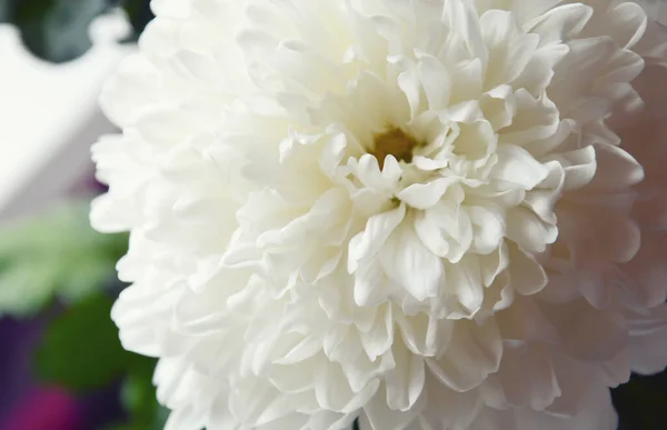 White Chrysanthemum Beautiful White Flowers Romance Tenderness — Stock Photo, Image