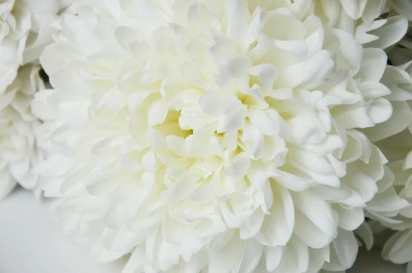 White Chrysanthemum Beautiful White Flowers Romance Tenderness — Stock Photo, Image
