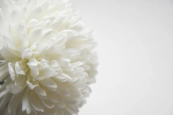 Vit Krysantemum Vackra Vita Blommor Romantik Och Ömhet — Stockfoto