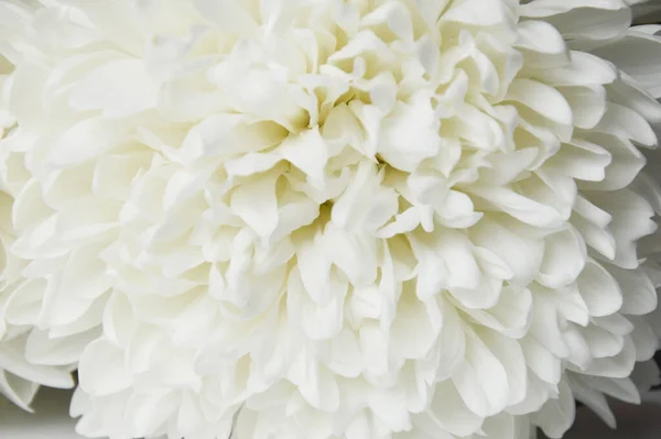 Άσπρο Χρυσάνθεμο Όμορφα Λευκά Λουλούδια Ρομαντισμός Και Τρυφερότητα — Φωτογραφία Αρχείου