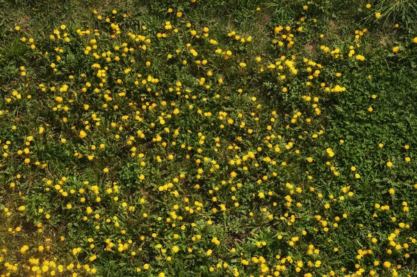 Małe Żółte Kwiaty Zielona Trawa Mniszki Lekarskie Widok Góry — Zdjęcie stockowe