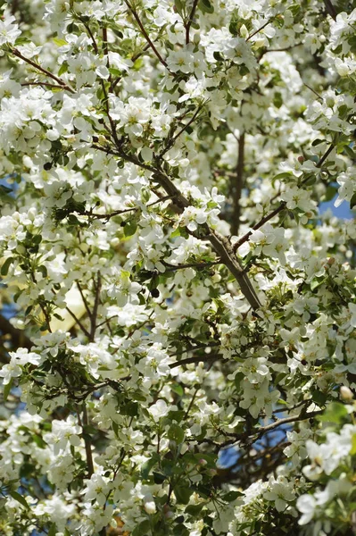 Квітуча Яблуня Дерево Білими Квітами Гілки Білими Квітами Тлі Блакитного — стокове фото
