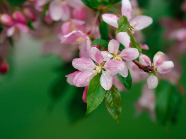 Kiraz çiçekleri makro fotoğrafçılıkta parlak yeşil kremalı bokeh arkaplanlı su damlacıklarıyla yakından çekilir. Doğada güzellik, yeşil ve pembe.