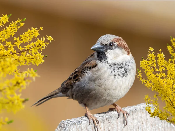 Pájaro Pinzón Posado Una Valla Madera Con Fondo Marrón Cremoso —  Fotos de Stock