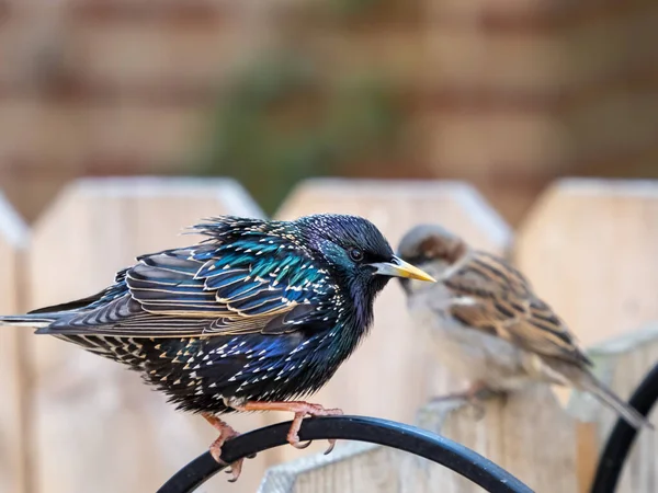 Colorido Pájaro Brillante Estrella Encaramado Metal Negro Con Pequeño Gorrión —  Fotos de Stock