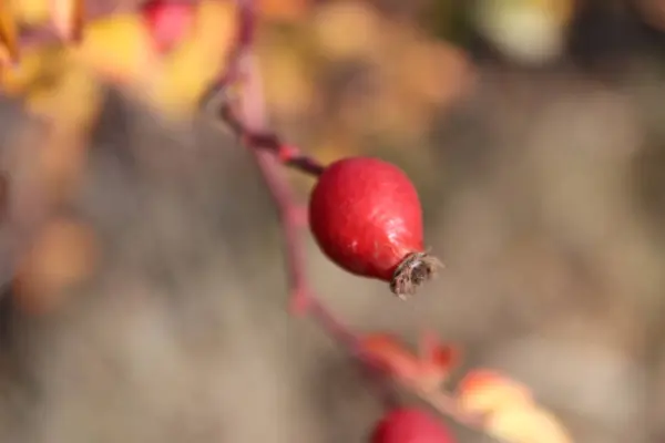 Doğal olarak üretilmiş odak kalçası