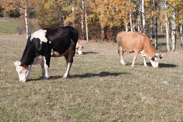 Doğada beslenen inekler