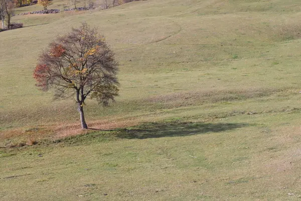 Çayırda tek ağaç
