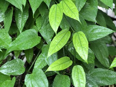 Yeşil yapraklı bitkileri kapatın. 