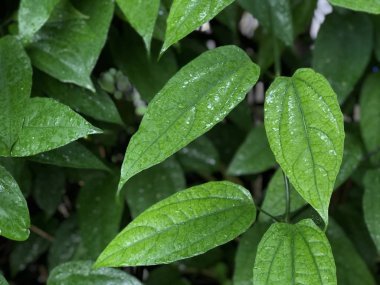 Yeşil yapraklı bitkileri kapatın. 