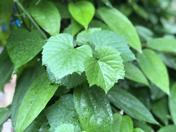 Nahaufnahme Von Pflanzen Mit Grünen Blättern — Stockfoto