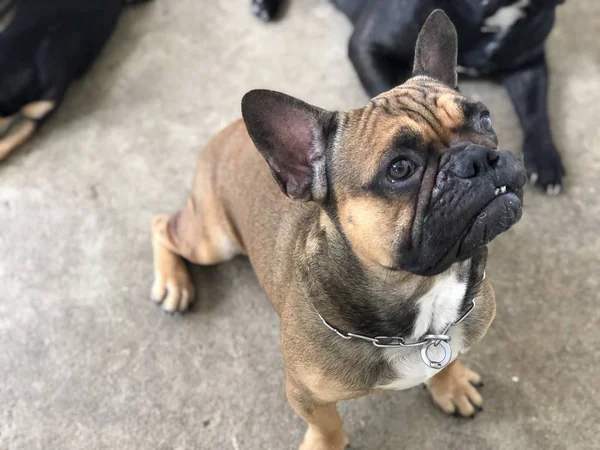 Cachorro Buldogue Francês Cão Bonito — Fotografia de Stock