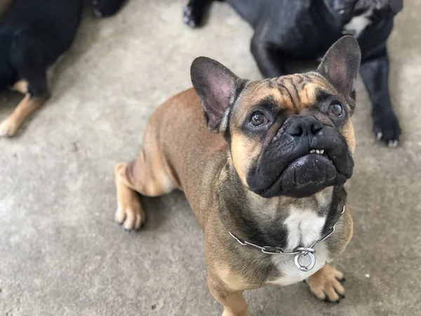 Cachorro Buldogue Francês Cão Bonito — Fotografia de Stock