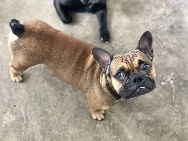 Cachorro Buldogue Francês Cão Bonito — Fotografia de Stock