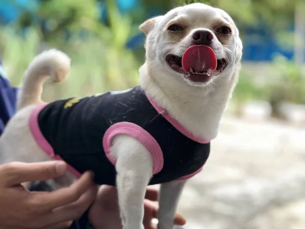 Schattige Chihuahua Hondje Met Baasje — Stockfoto