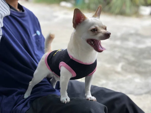 Adorable Cachorro Perro Chihuahua Con Dueño —  Fotos de Stock