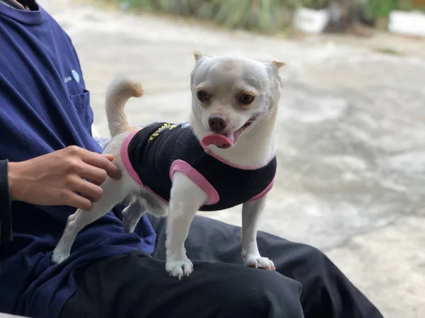 Αξιολάτρευτο Κουτάβι Chihuahua Ιδιοκτήτη — Φωτογραφία Αρχείου