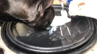 Tatlı köpekler tabaktan ekşi krema yiyorlar.
