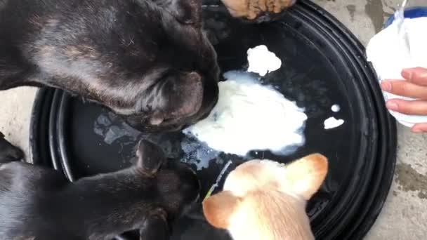 Tatlı köpekler tabaktan ekşi krema yiyorlar.