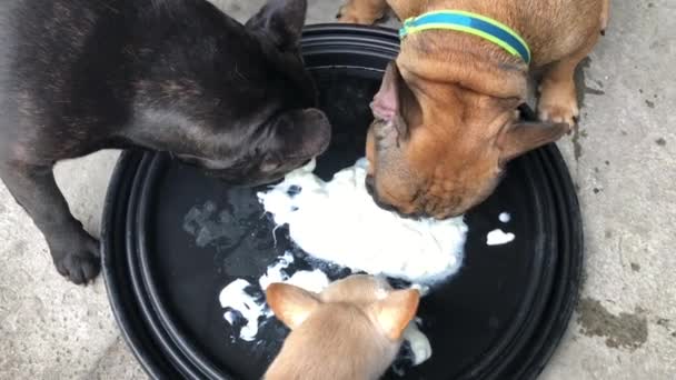 可爱的狗吃盘子里的酸奶油 — 图库视频影像
